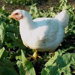 broiler hen.c